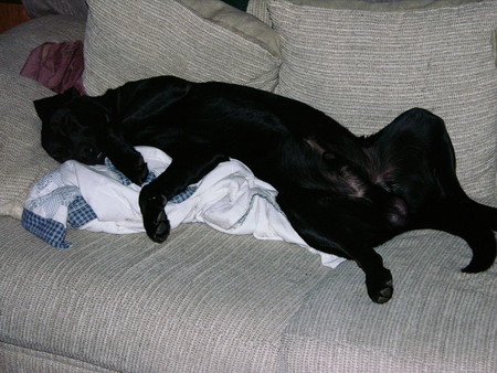 Rex Chillin on couch - pets, labs