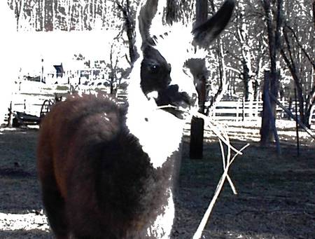 llama at Piney Ridge - pets, nature, llamas