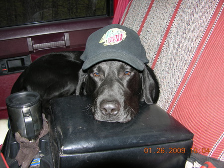 Rex my Lab - pets, labs, best friend