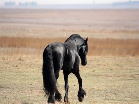 Erwin greeting the day - erwin, friesian, horses, frisky, horse, wild, beautiful, dog, perdeprag, stallion