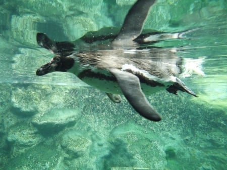 Humbolt Penguin Underwater Full Body - humbolt penguin, humbolt penguin underwater, underwater penguin, colchester zoo, humbolt, penguin, penguin underwater, underwater