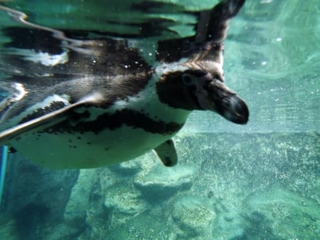 Humbolt Penguin Underwater Close-up - humbolt penguin, humbolt penguin underwater, underwater penguin, colchester zoo, penguin, water, penguin underwater, underwater