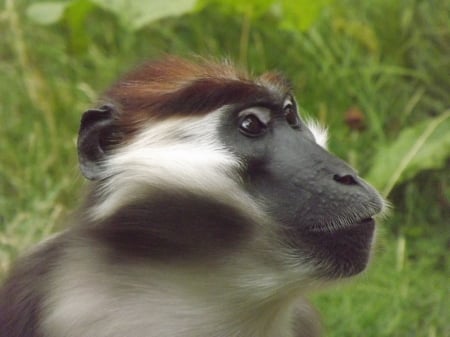 Cherry-crowned Mangaby Close-up - mangaby, mangaby close-up, colchester zoo, mangaby face, primate, face, monkey close-up, cherry-crowned mangaby closeup, primate close-up, close-up, monkey face, cherry-crowned mangaby face, monkey, primate face, cherry-crowned mangaby