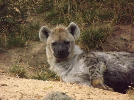 Spotted Hyena Just Woken Up From Sleep - spotted hyena, colchester zoo, hyena, african animals, sleeping hyena