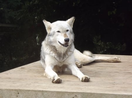 Beautiful Grey Wolf - wolf, canid, grey, colchester zoo, grey wolf