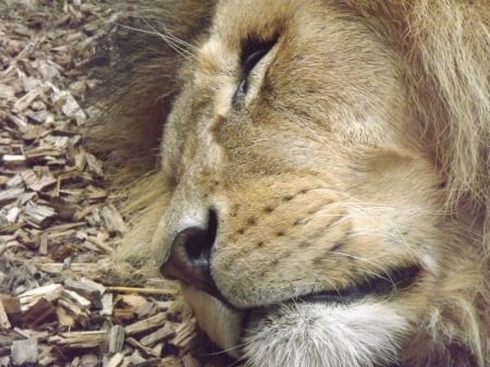 Close-up of Male African Lion Sleeping - African Animals, Sleepy Lion, Big Cats, Colchester Zoo, Lion Sleeping, Lion, African Lion Sleeping, African Lion