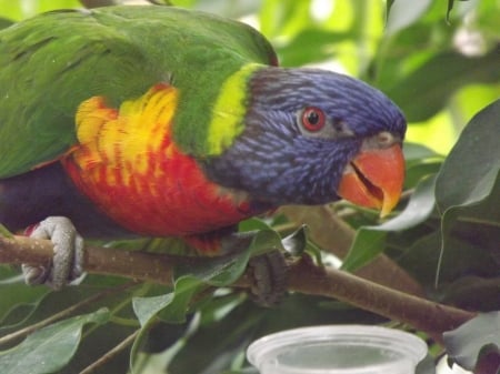 Beautiful Rainbow Lorikeet - rainbow bird, rainbow lorikeet, rainbow, colchester zoo, lorikeet, bird