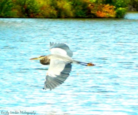 Blue Heron - heron, fisher, flying, gliding, blue