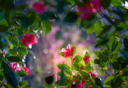 Camellia - bloom, flowers, nature, camellia