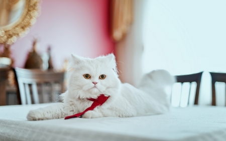 White Cat - animal, white, cute, cat