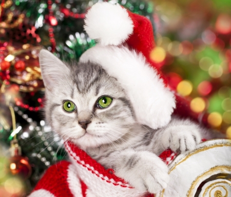 Cute Holidays - cat, cute, hat, christmas