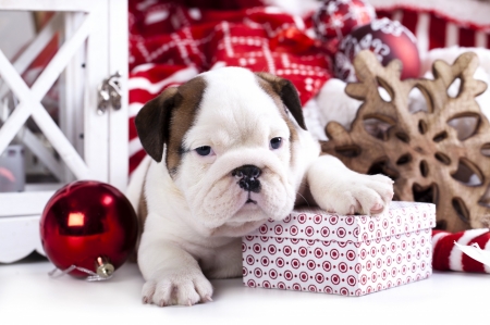 Cute Christmas - cute, dog, animal, Christmas