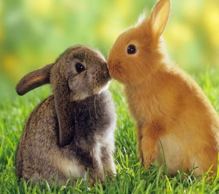 animals hd wallpapers - rabbit, love, wild animals, amazon