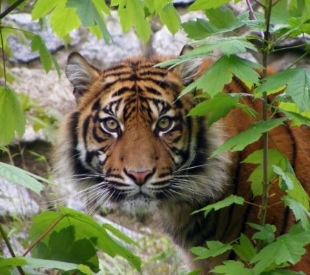 animals hd wallpapers - foreast, wild animals, tiger, animals