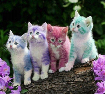 animals hd wallpapers - beauty cats, cats, friendship, colour cats