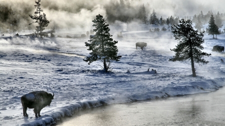 Yellowstone Bison - wide screen, yellowstone, winter, national park, landscape, beautiful, photo, wyoming, usa, four seasons, scenery, photography, nature, snow