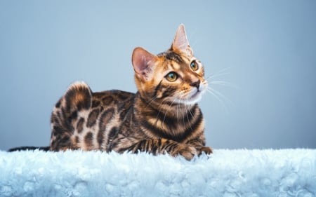 Cat - cat, winter, kitten, white, blue, snow, animal, bengal, look