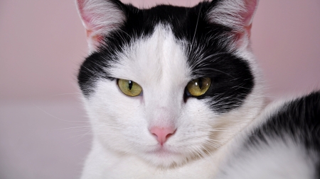 Cat - white, face, yellow, cat, pink, eyes, animal, black