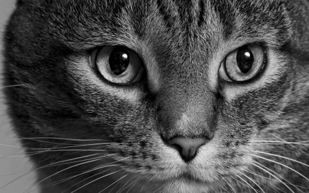 Cat - white, skin, face, cat, animal, bw, black