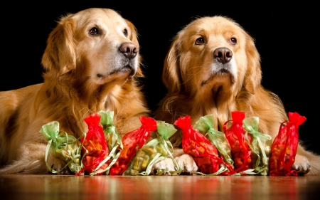 Christmas dogs - craciun, couple, golden retriever, black, christmas, red, dog, animal, green