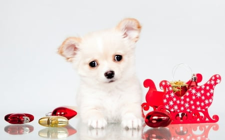 Christmas puppy - red, animal, cute, puppy, craciun, christmas, chihuahua, white, dog