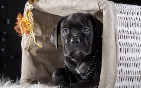 Puppy - white, puppy, dog, cane corso, animal, basket, black