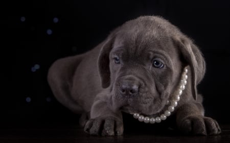 Puppy - pearls, puppy, dog, cane corso, animal, cute, black, beads