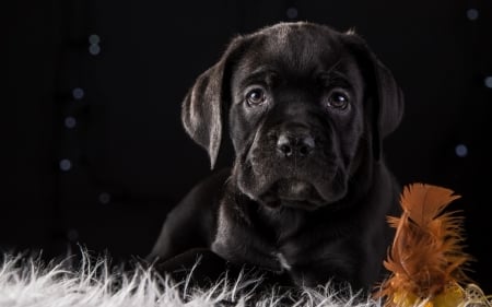 Puppy - puppy, dog, cane corso, animal, black