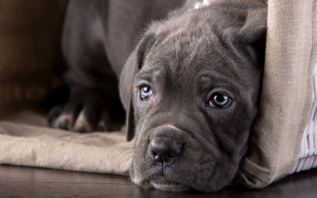 Puppy - basket, animal, dog, puppy, cane corso