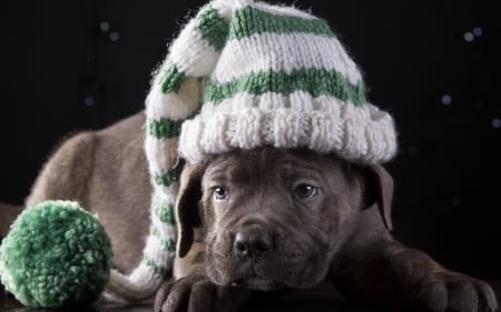 Puppy - hat, winter, dog, cane corso, black, white, animal, funny, green, cute, puppy