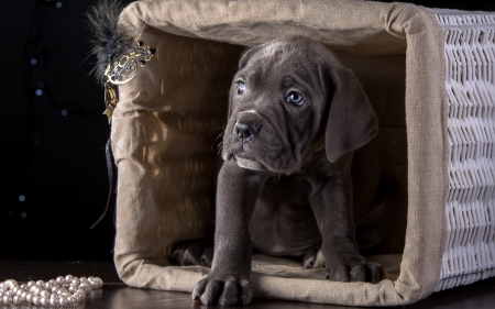 Puppy - white, puppy, dog, cane corso, animal, basket, black