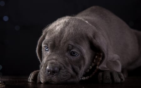 Puppy - black, animal, dog, puppy, cane corso