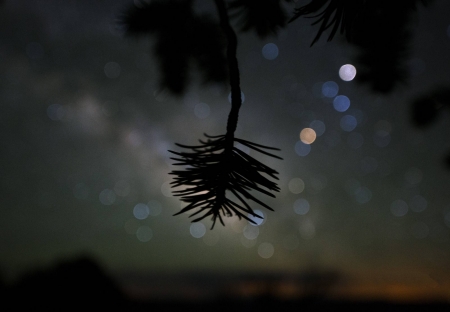 Star Colors and Pinyon Pine - fun, nature, stars, cool, tree, space