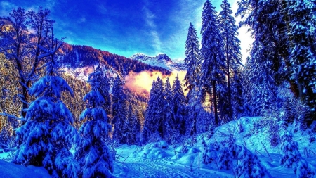 Blue Winter Day - snow, landscape, trees, mountains