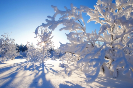 Winter frost - branches, sky, trees, frost, snow, beautiful, sun, winter