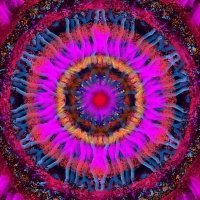 Mandala, pink & orange