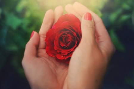 â™¥ - hands, rose, flower, red