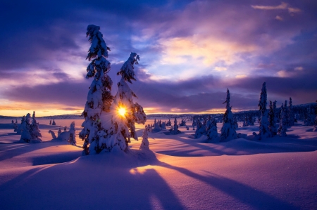 Winter sunset - sky, trees, sun, fir trees, sunset, amazing, evening, clouds, tree, ice, skyphoenixx1, landscape, sunlight, winter, nature, woods, forest, snow, beautiful, dawn, sunrise