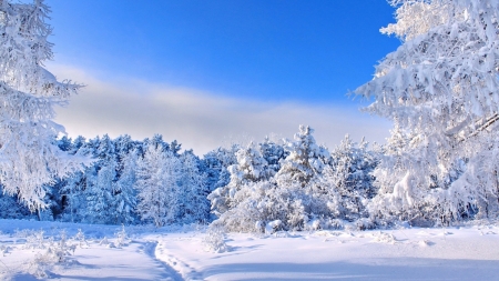 Winter - clouds, trees, landscape, snow, sky