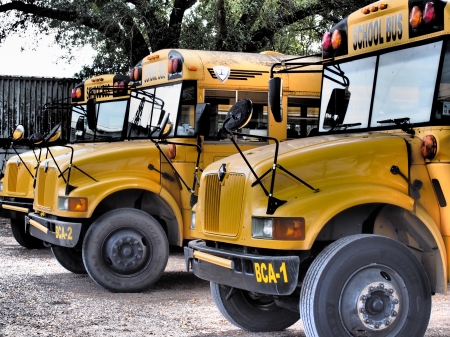 School Bus - school bus, vehcles, photographer, perfectshot