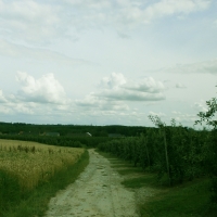 Grain Field Near A Path