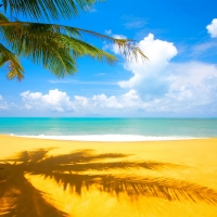 Beach with palmtree