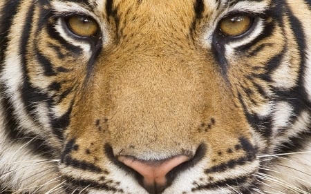 mighty tiger - feline, face, tiger, cat