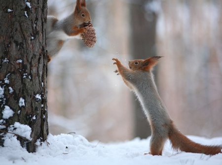 â™¥ - squirrels, winter, cute, abstract