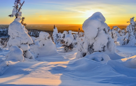 Lappland - trees, winter, amazing, beautiful, snow, landscape, sunrise, glow, sunset, cold, sky