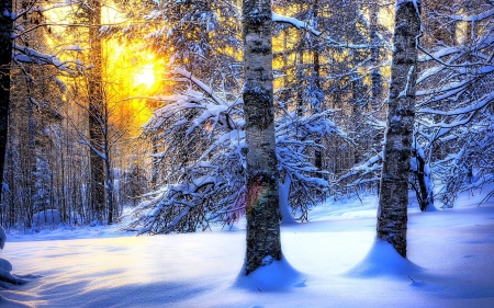 Winter Sun - forest, trees, sunset, snow