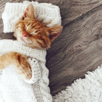 Cute Kitten â™¥