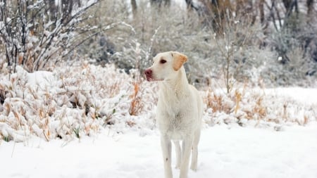 Winter Puppy - trees, animal, winter, snow, dog, puppy