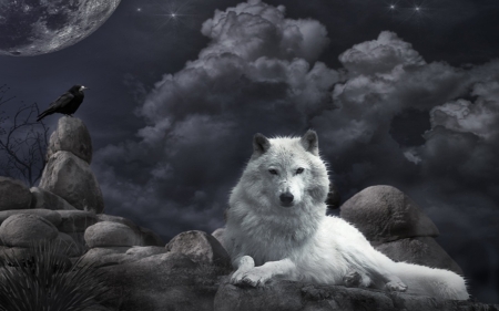 Wolf at Night - clouds, animal, crow, wolf, night