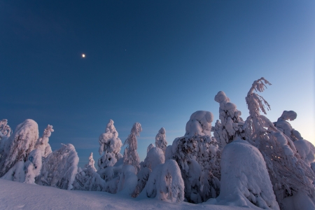 Snow Monuments - moon, sky, trees, forest, landscape